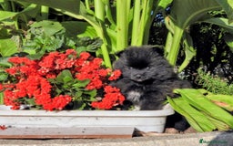Pomerania perros en venta: Preciosos cachorros de pomerania - Imagen 5