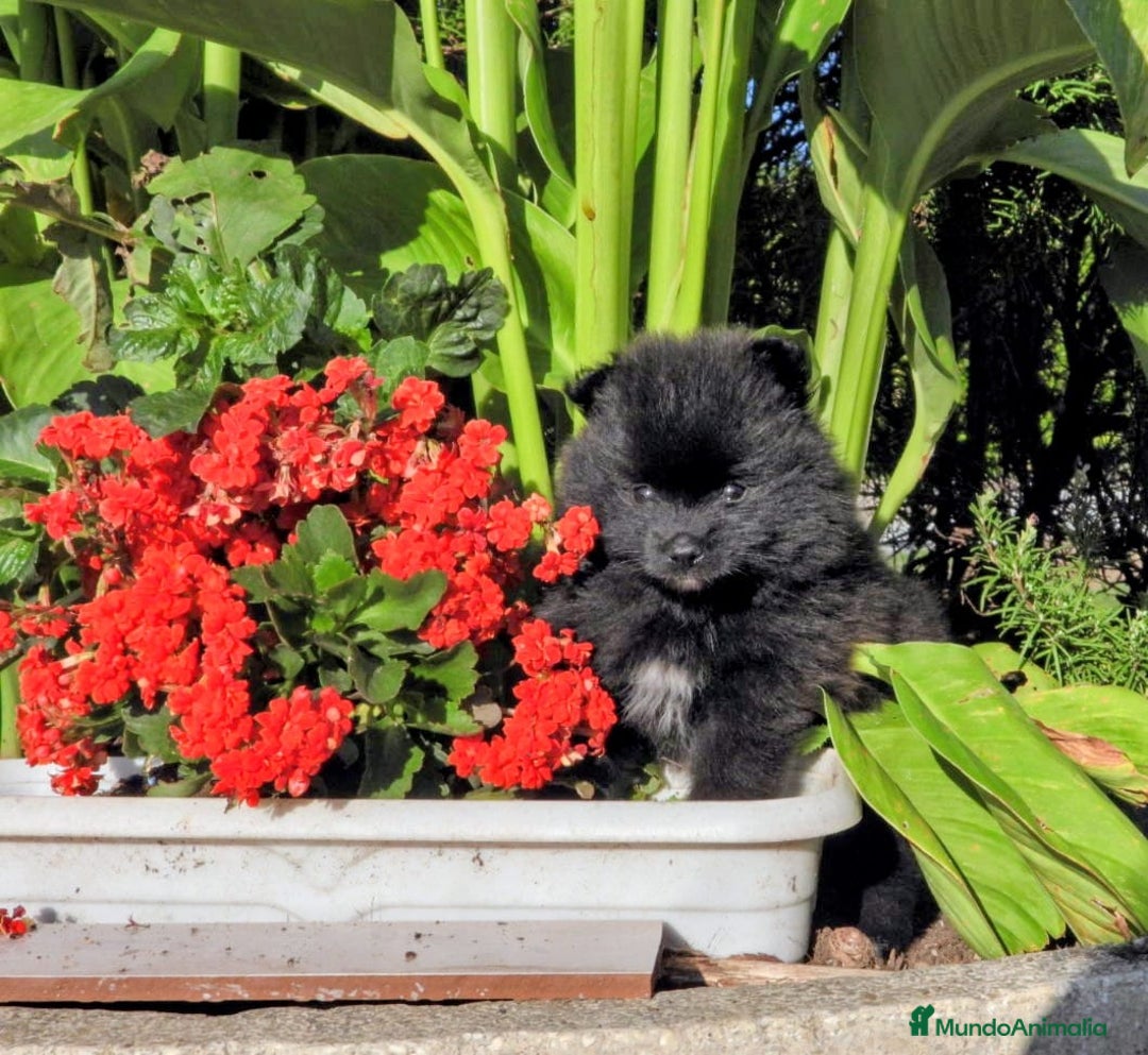 Pomerania perros en venta: Preciosos cachorros de pomerania - Imagen 5