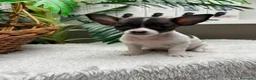 Chihuahua perros en venta: CHIHUAHUA - Anuncio 9