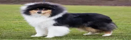 Collie de Pelo Largo perros en venta: Rough collie  - Anuncio 3