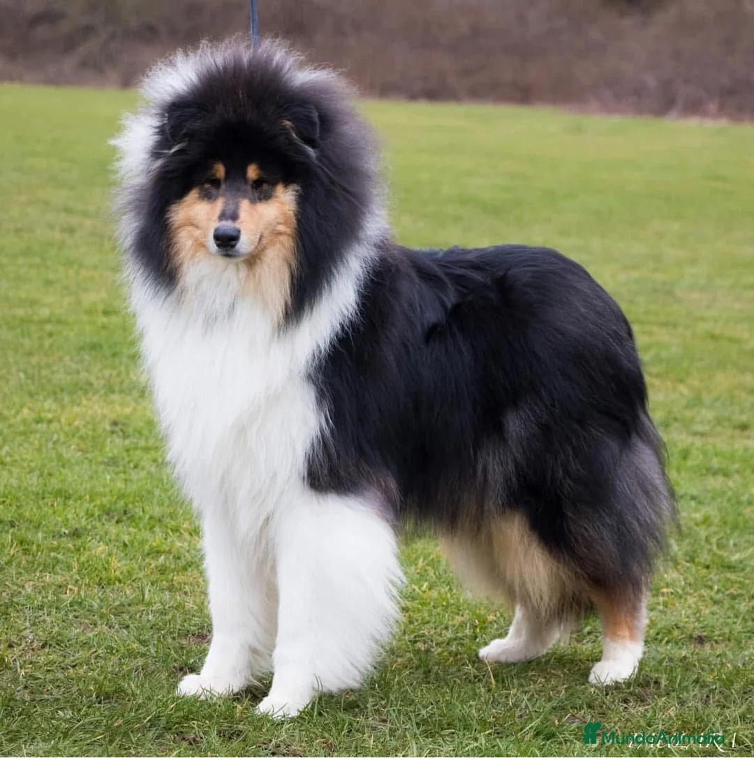 Collie de Pelo Largo perros en venta: Rough collie  - Anuncio 3