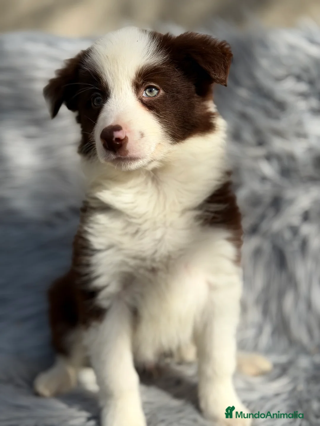 Border Collie perros en venta: Border collie chocolate  - Anuncio 1