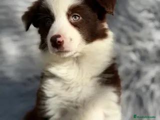 Border Collie perros Border collie chocolate - Anuncio 16
