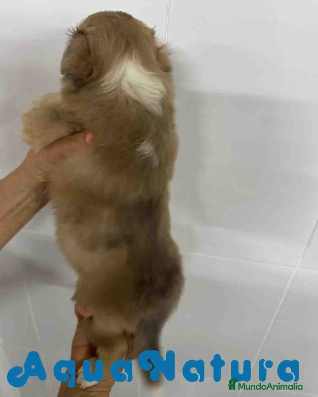 Perro Pastor de las Shetland perros en venta: Pastor de Shetland Macho 3 de Nana AQUANATURA - Anuncio 5