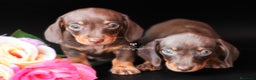 Teckel perros en venta: Preciosas teckel chocolate y fuego miniatura en Cantabria - Anuncio 1