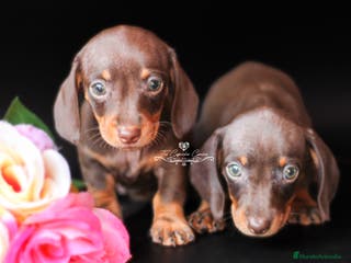 Teckel perros Preciosas teckel chocolate y fuego miniatura en Cantabria - Anuncio 1