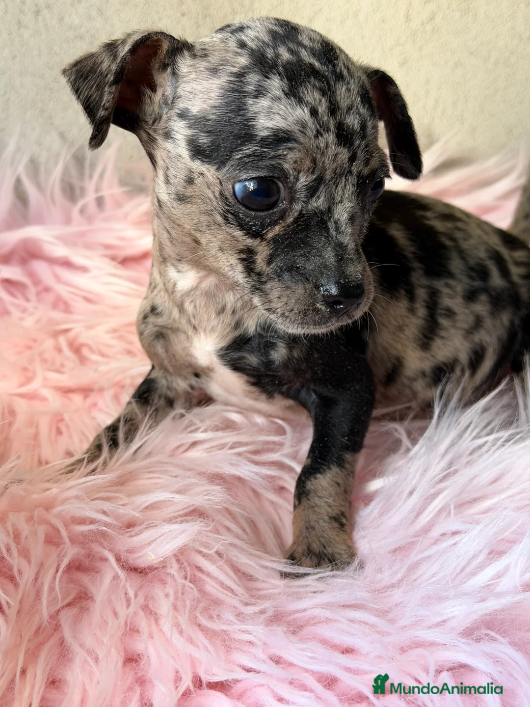 Pinscher Miniatura perros en venta: Minipincher Merle hembra  - Anuncio 2