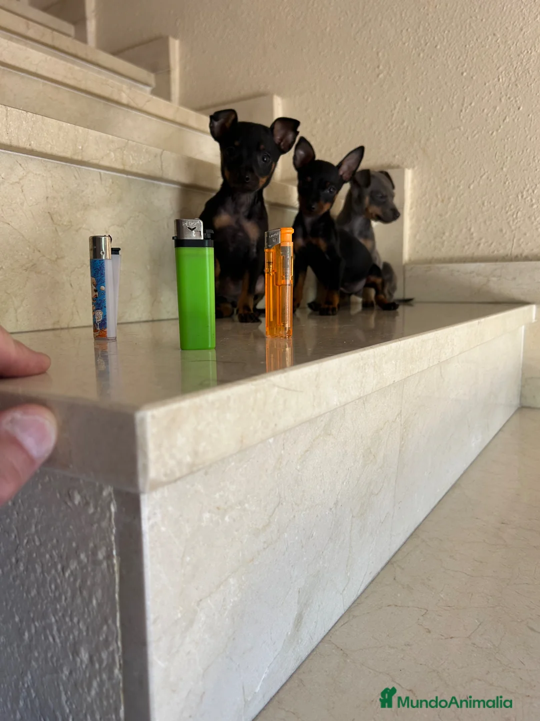 Ratón de Praga perros en venta: Ratones de Praga Microscópicos Toy Toy - Anuncio 12
