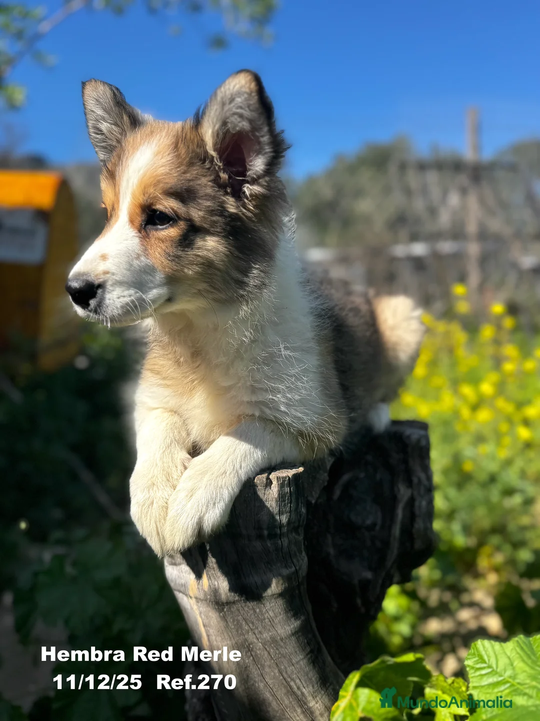 Border Collie perros en venta: Border Collie De Villa Biznaga - Anuncio 6