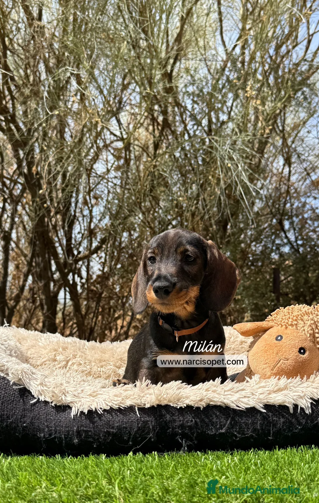 Teckel Miniatura perros en venta: TECKEL PELO DURO CON GARANTIAS - Anuncio 5