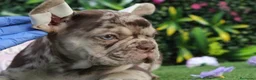 Bulldog Francés perros en venta: Bulldog francés exóticos  - Anuncio 3