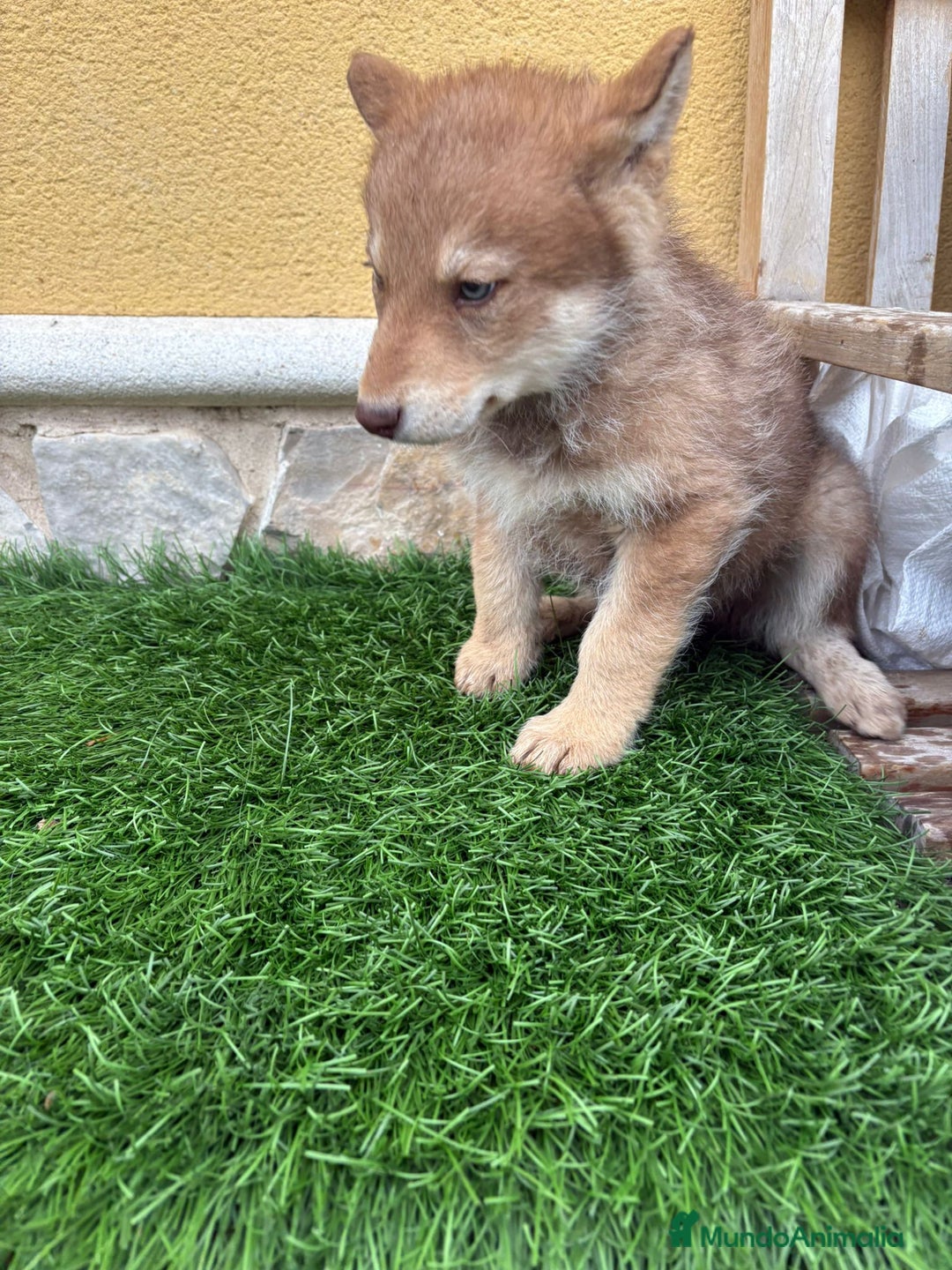 Perro Lobo de Saarloos perros en venta: Perro Lobo Iberico macho rojo  - Anuncio 10
