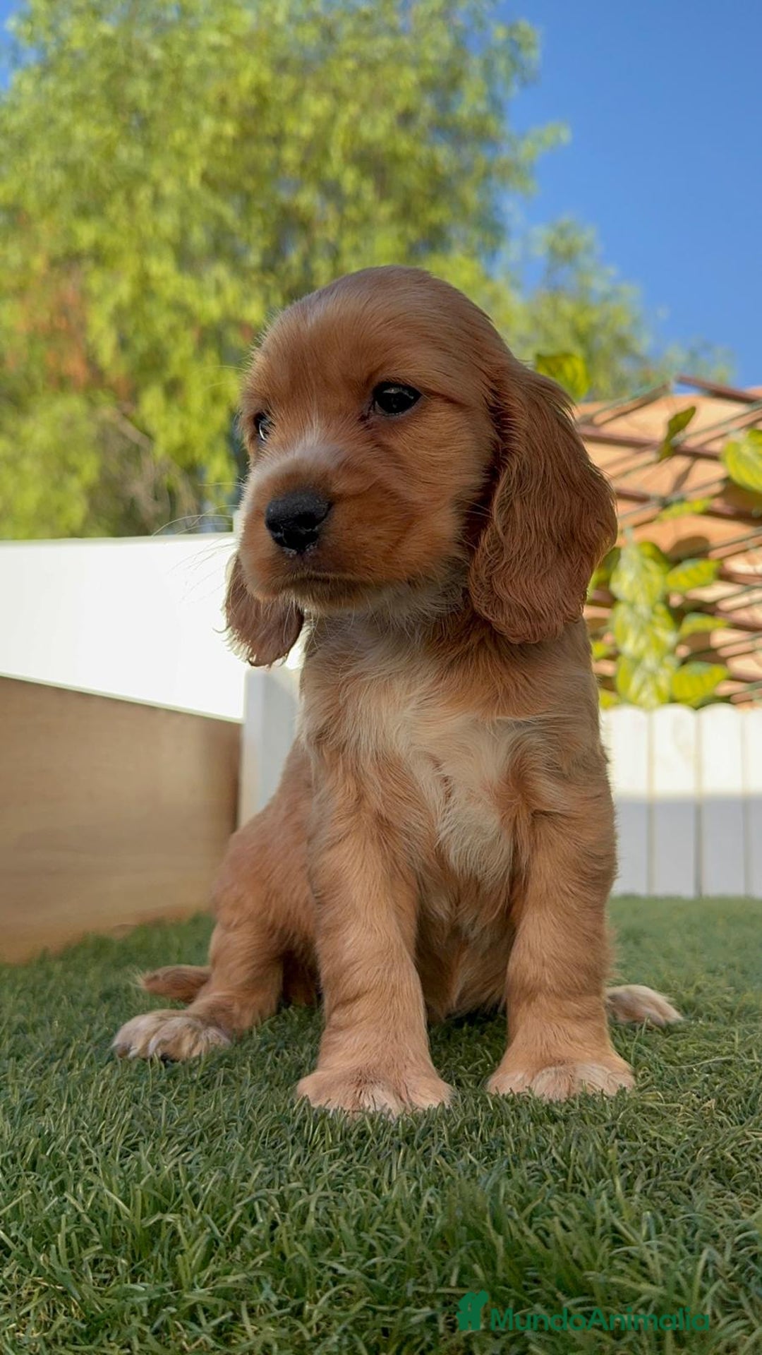 Cocker Spaniel Inglés perros en venta: COCKER SPANIEL INGLES MACHO - Imagen 9