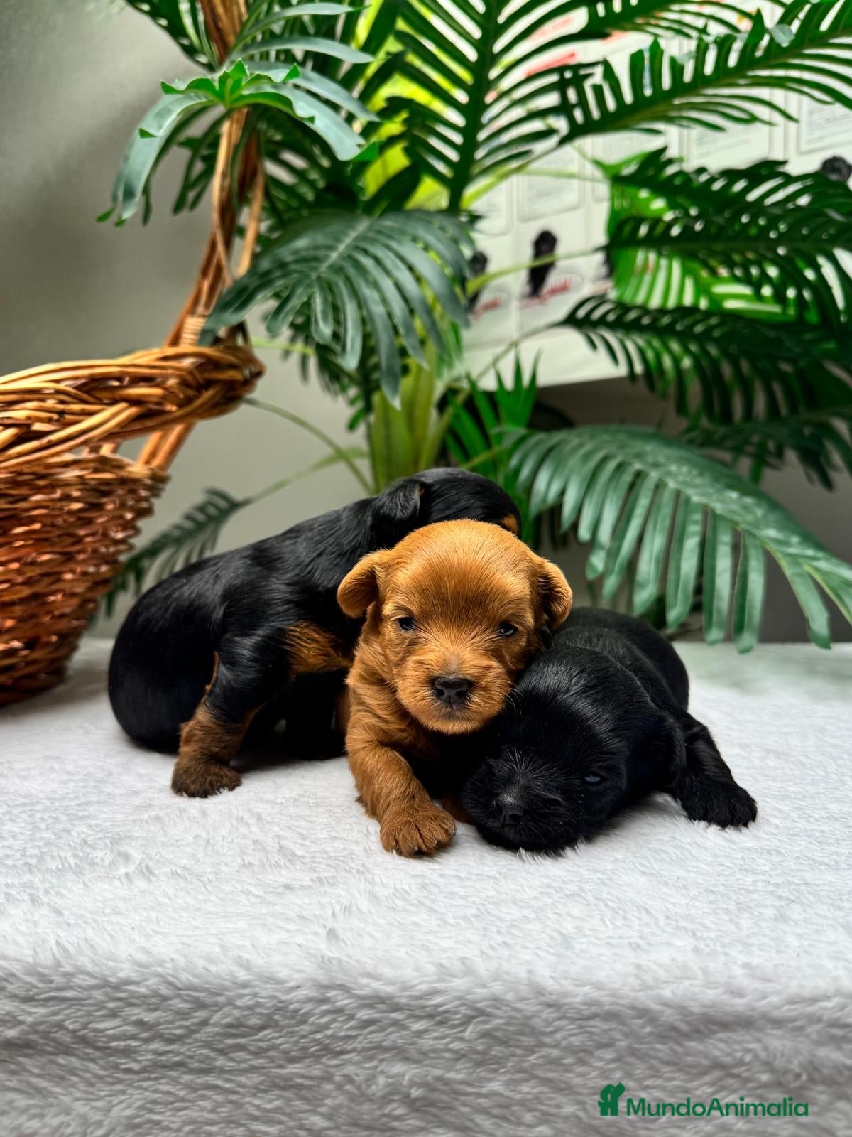 Cocker Spaniel Inglés perros COCKER SPANIEL INGLES - Anuncio 1