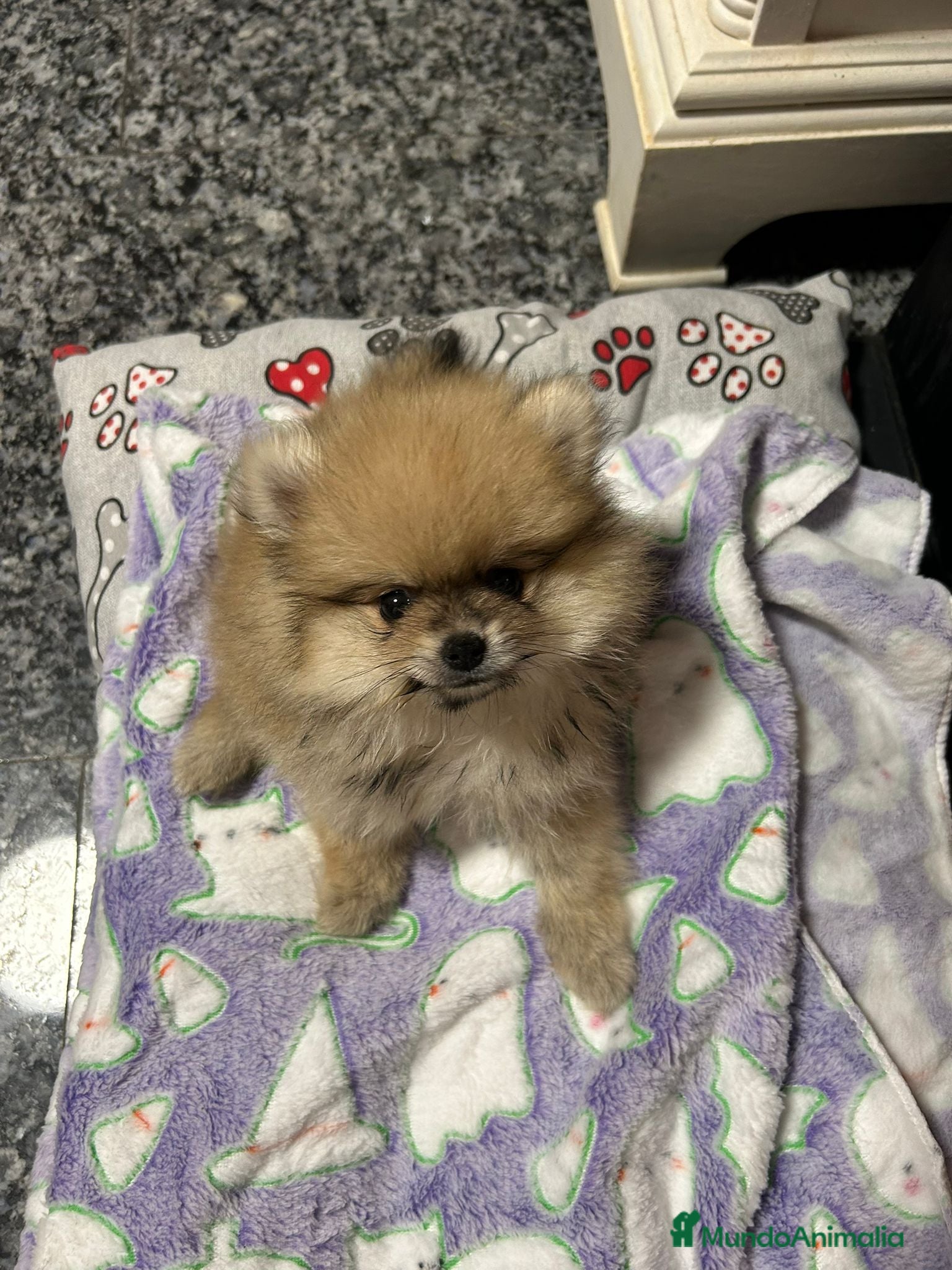 Pomerania perros Pomerania de lulu - Anuncio 1