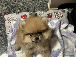 Pomerania perros Pomerania de lulu - Anuncio 14