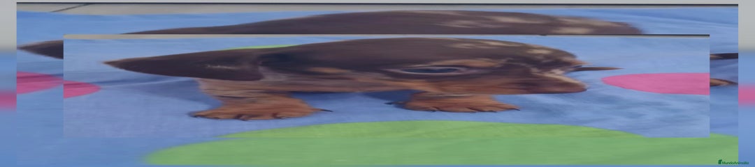 Teckel Mini/kanichen Arlequin Choco 