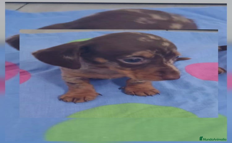 Teckel Miniatura perros - Anuncio 2