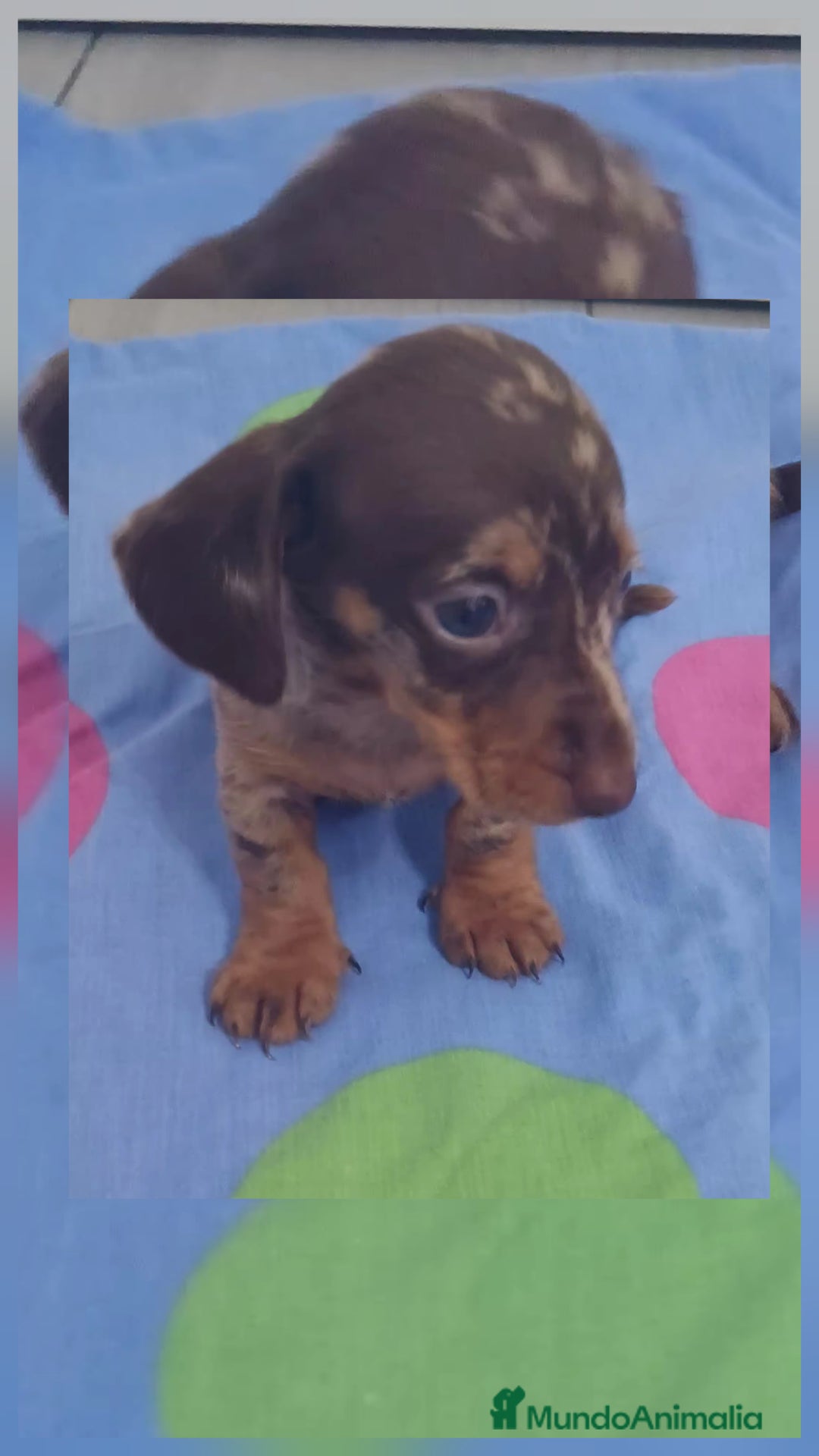 Teckel Miniatura perros en venta: Teckel Arlequin Chocolate Hembra - Imagen 1