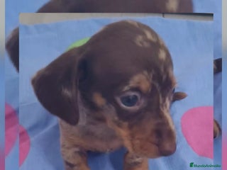 Teckel Miniatura perros - Anuncio 1