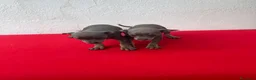 Pinscher Miniatura perros en venta: Mini pincher - Anuncio 7