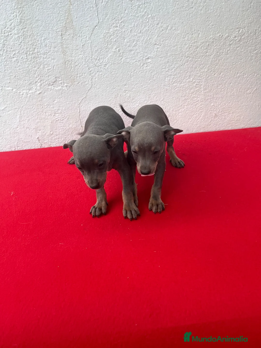Pinscher Miniatura perros en venta: Mini pincher - Anuncio 7