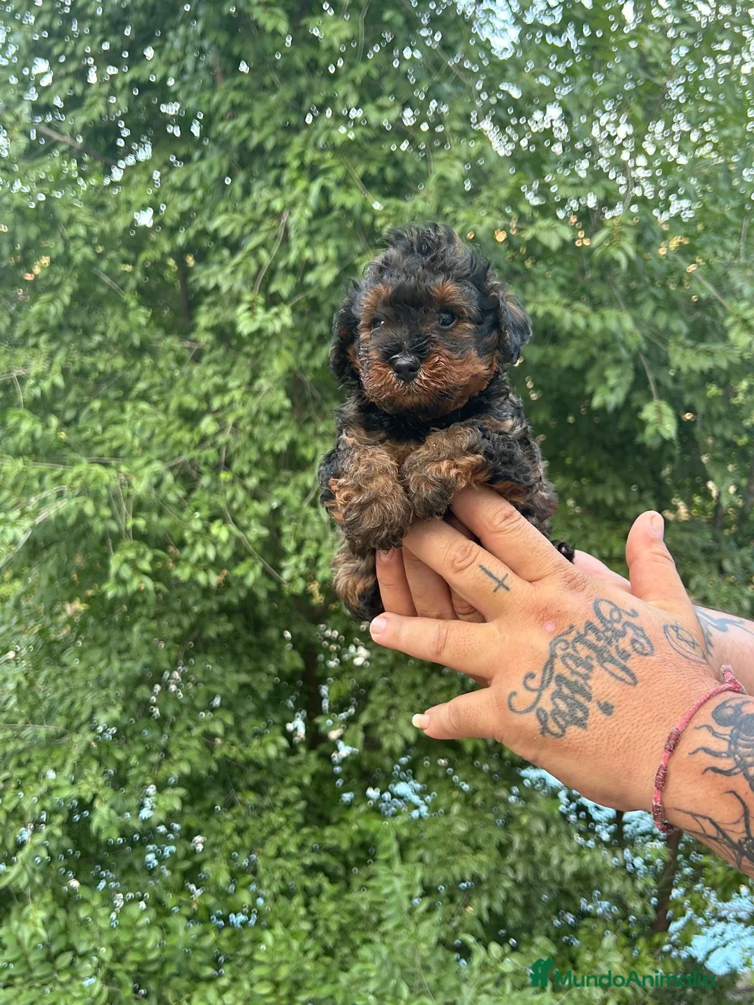 Caniche Toy perros en venta: Caniche toy - Anuncio 2