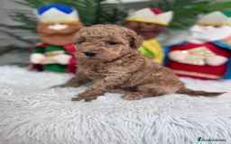 Caniche Toy perros en venta: CANICHE TOY - Anuncio 9