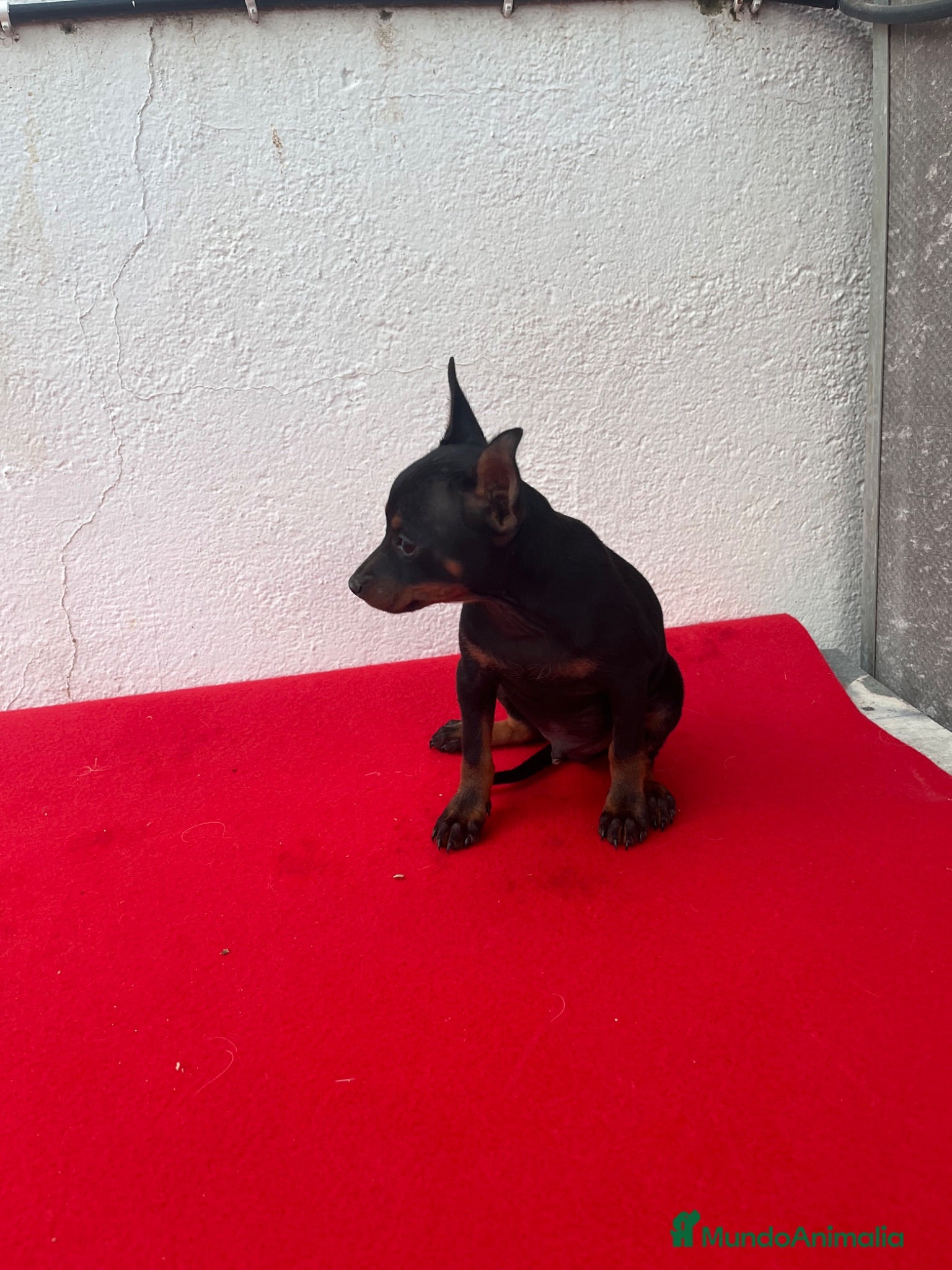 Pinscher Miniatura perros Mini Pincher  - Anuncio 1