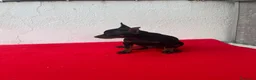 Pinscher Miniatura perros en venta: Mini Pincher  - Anuncio 1