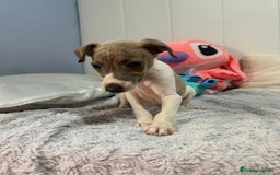 Pequeño Lebrel Italiano perros en venta: Piccolo italiano  - Imagen 11