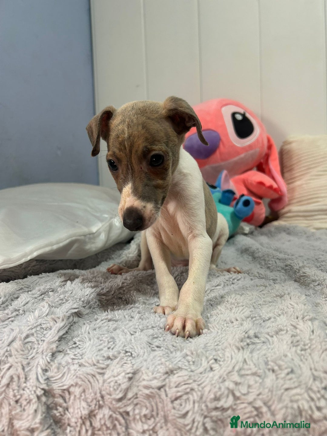 Pequeño Lebrel Italiano perros en venta: Piccolo italiano  - Imagen 11