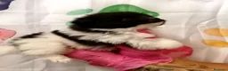Pomerania perros en venta: Pomerania  - Anuncio 1