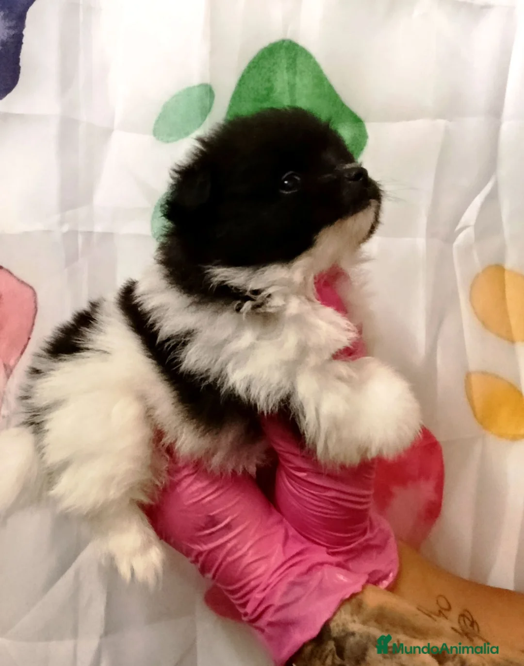 Pomerania perros en venta: Pomerania  - Anuncio 1