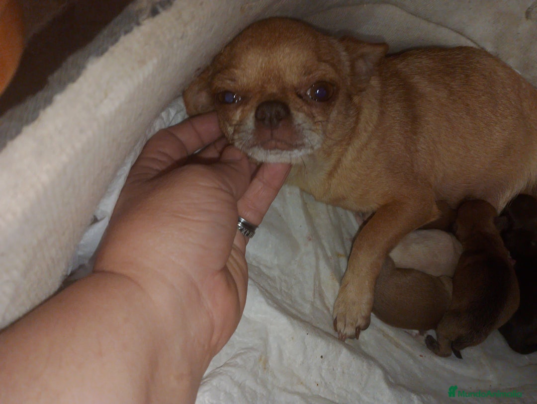 Chihuahua perros en venta: Camada para reservar  - Imagen 11