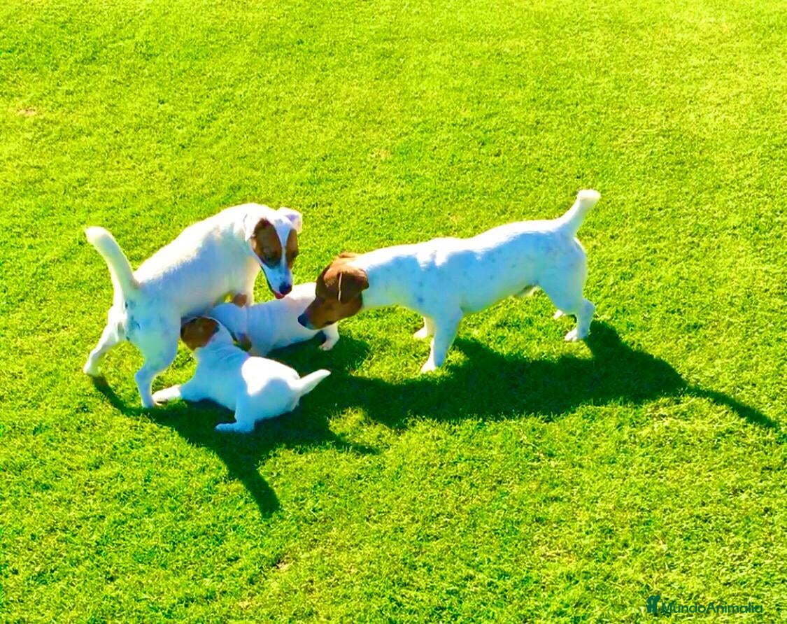 Jack Russell Terrier perros Jack Russell mini  - Anuncio 1