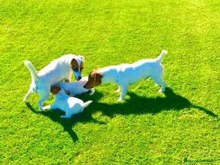 Jack Russell Terrier perros en venta: Jack Russell mini - Anuncio 1