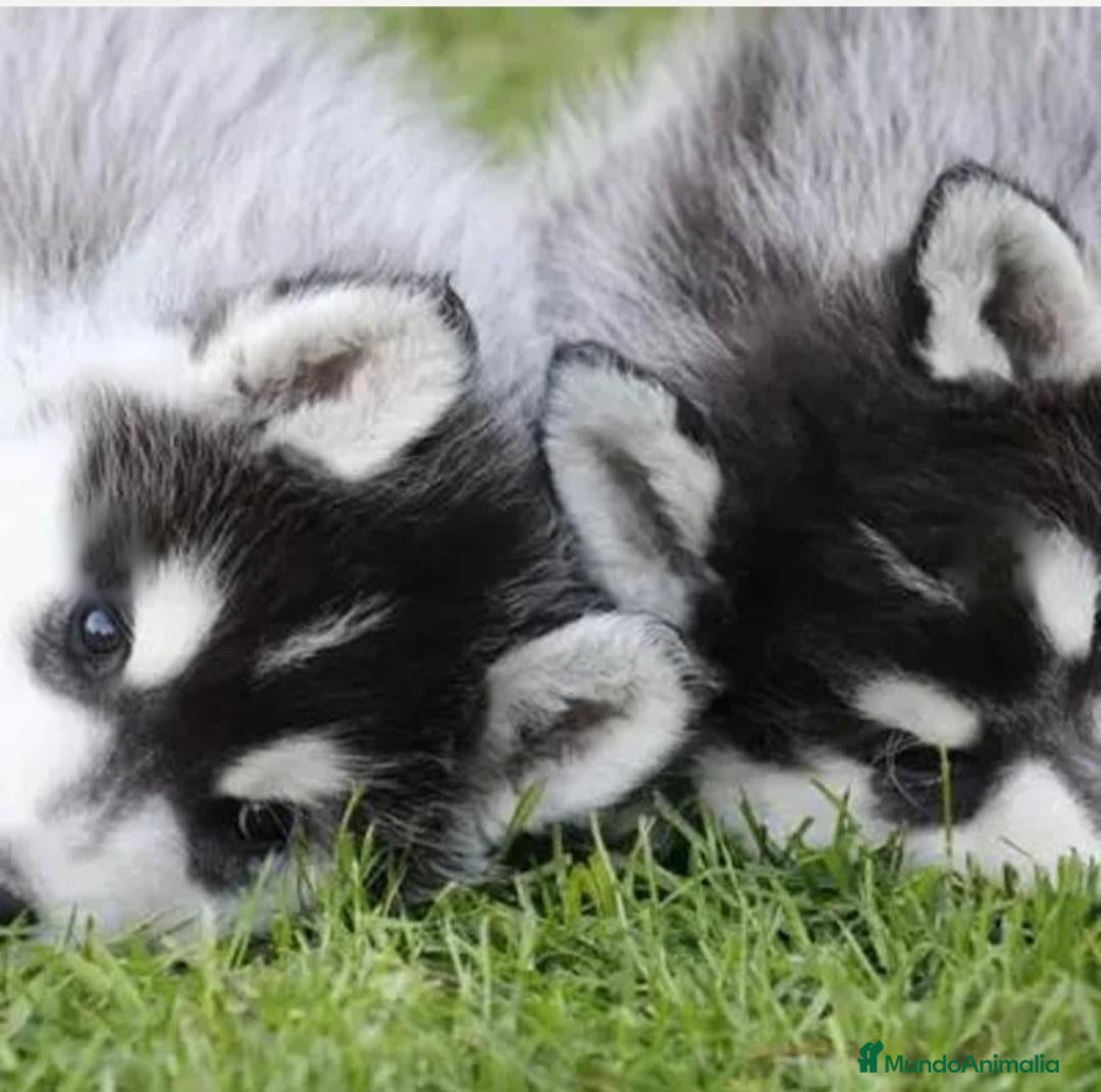 Husky Siberiano perros en venta: Husky siberianos - Anuncio 3