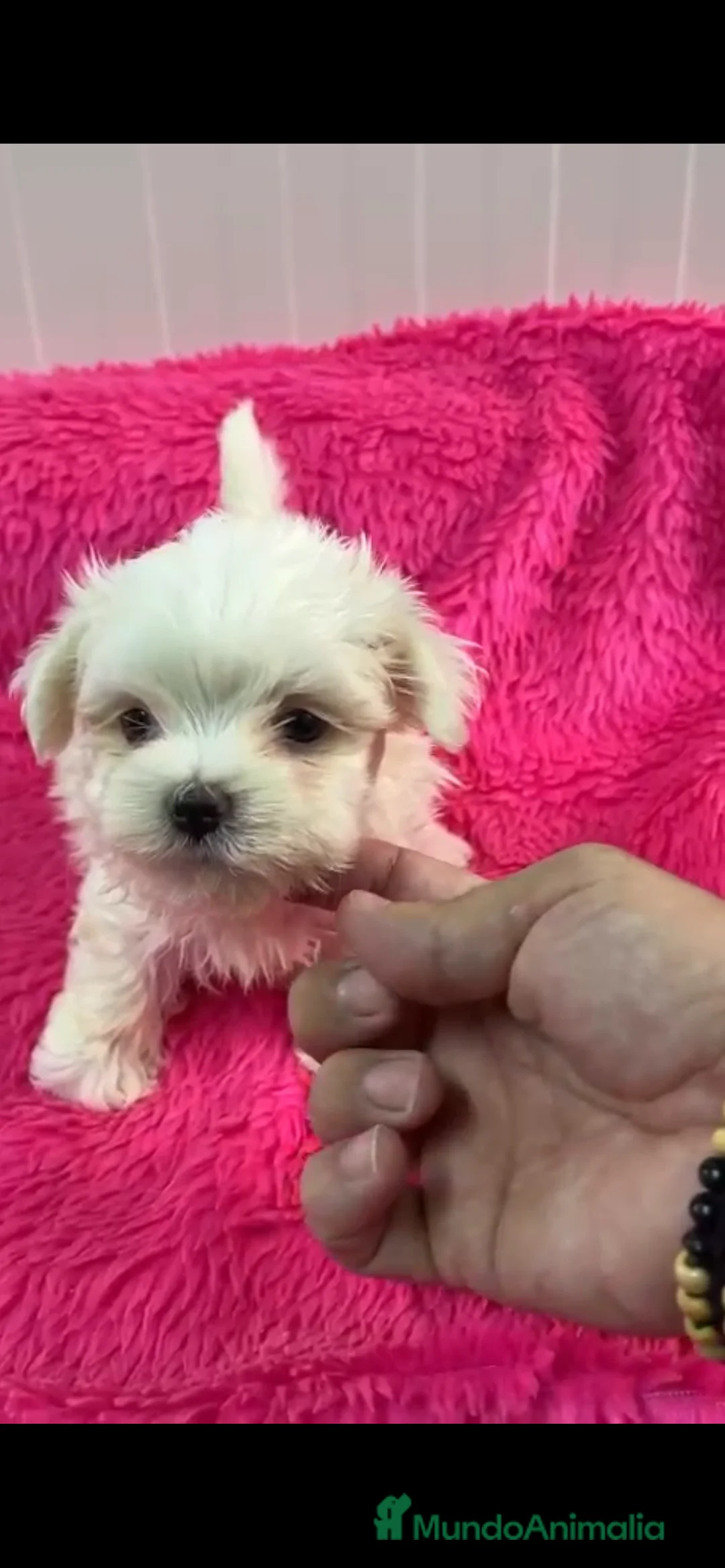 Bichón Maltés perros en venta: Preciosos Bichon maltes toy en Almería - Anuncio 1