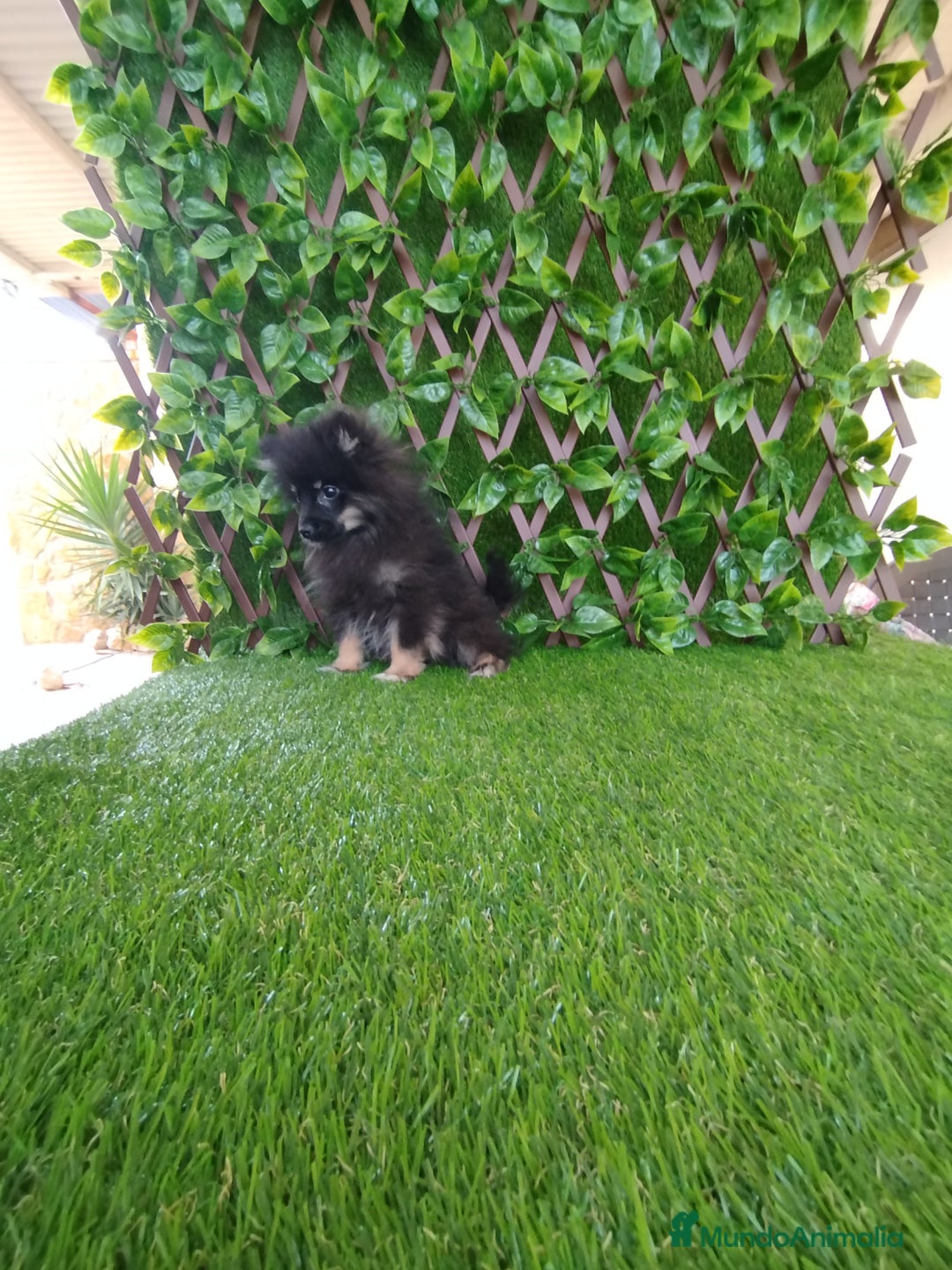Pomerania perros en venta: Pomerania toy  - Imagen 1