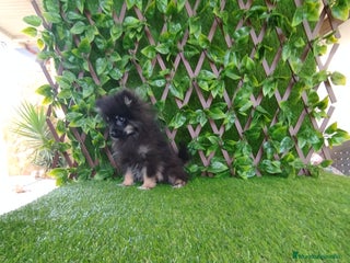 Pomerania perros - Anuncio 1