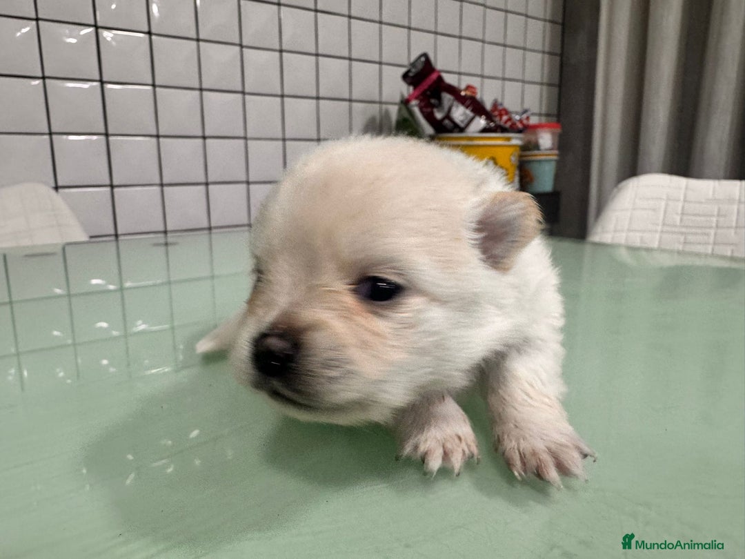 Pomerania perros en venta: Pomerania toy macho crema blanco  - Anuncio 6
