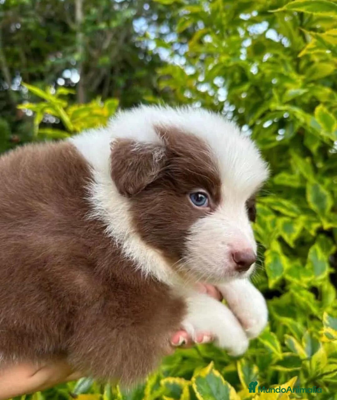 Border Collie perros en venta: BORDER COLLIE - Imagen 6