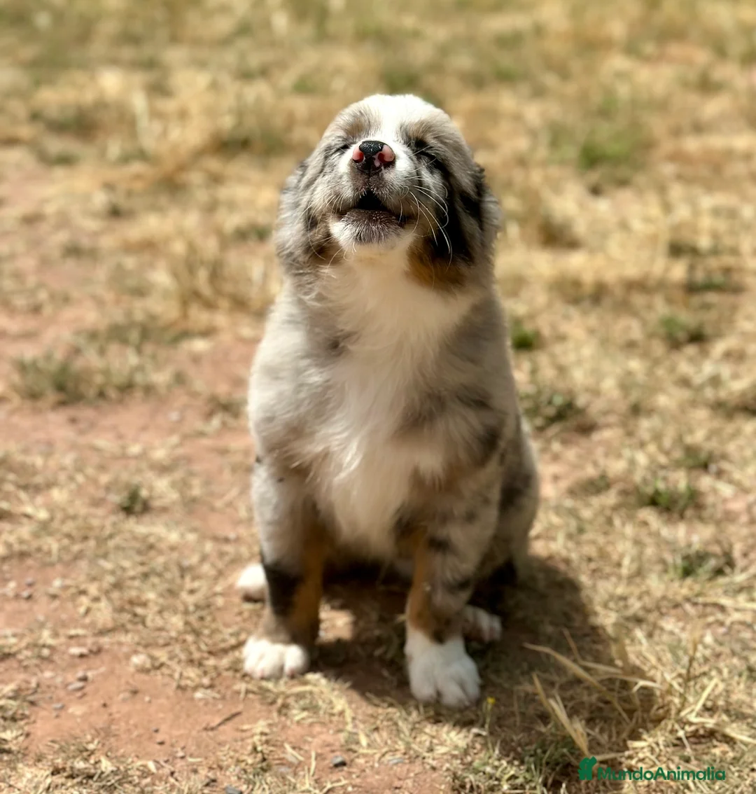 Pastor Australiano perros en venta: IMPRESIONANTE AUSSIE MINI MERLE - Anuncio 7