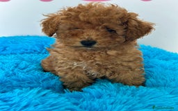 Caniche Enano perros en venta: CANICHE ENANO - Imagen 1