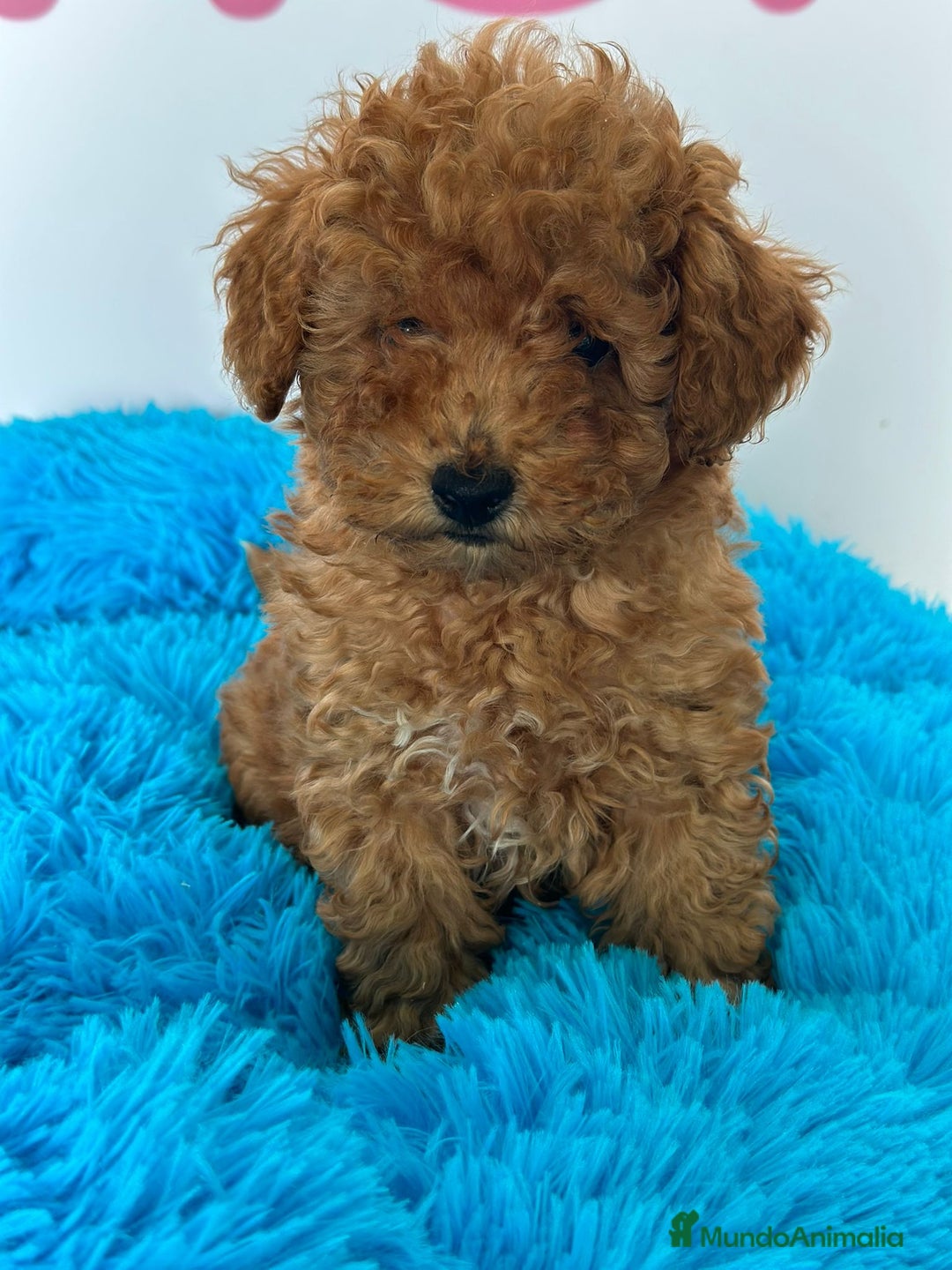 Caniche Enano perros en venta: CANICHE ENANO - Imagen 1
