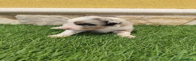 Border Collie 1