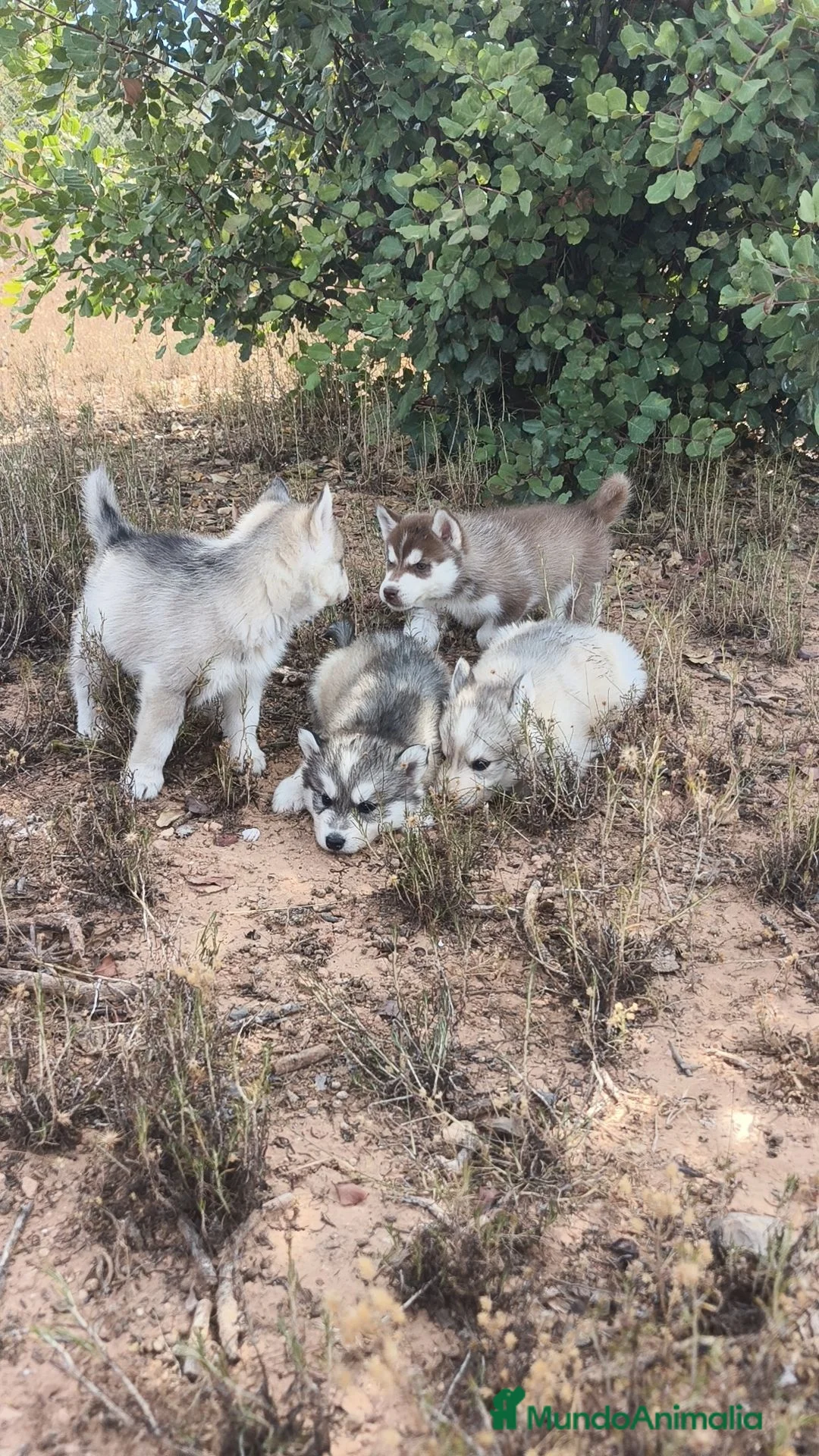 Husky Siberiano perros en venta: Husky SIBERIANO disponibles  - Anuncio 2