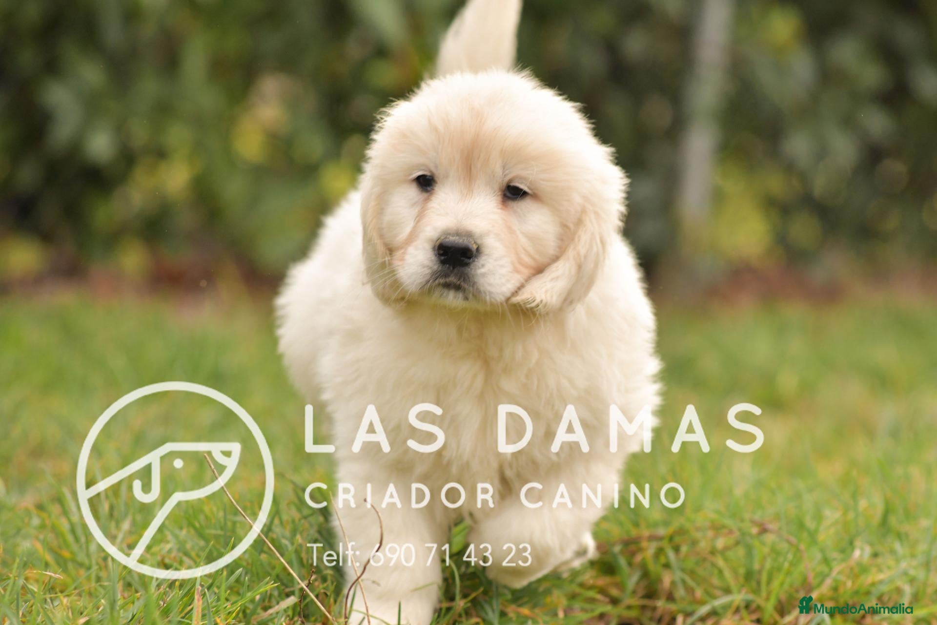 Golden Retriever perros GOLDEN RETRIEVER DISPONIBLES  - Anuncio 1