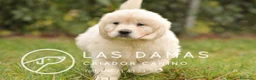 Golden Retriever perros en venta: GOLDEN RETRIEVER DISPONIBLES  - Anuncio 1